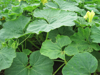 Pumpkin patch covered with many leaves and beginning to bloom