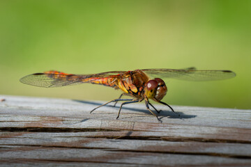 Common Darter Dragonfly, Cumbria, UK