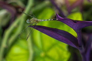 dragonfly sits on an Oyster Plant leaf. It is an insect whose larvae live in water. Adults live on land and have wings to fly.