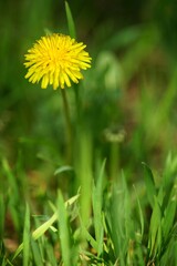 Yellow dandelion flower in green grass background