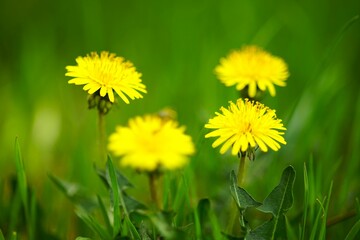 Yellow dandelion flowers in green grass background