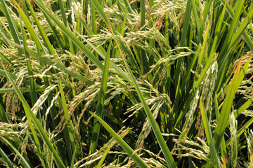 Rice fields or paddy field prepare the harvest. Close up of yellow green rice field