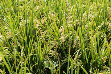 Rice fields or paddy field prepare the harvest. Close up of yellow green rice field