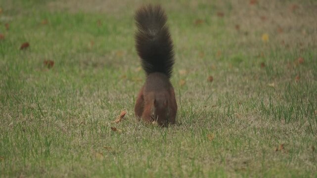 Red squirrel burying food in grass before quickly running off. British wildlife