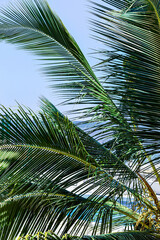 palm tree in the sky