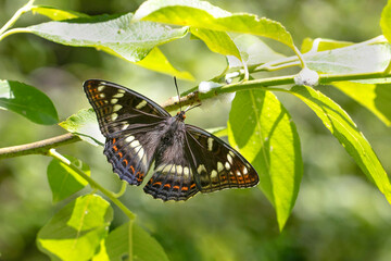 Poplar admiral (Limenitis populi) butterfly, close up.