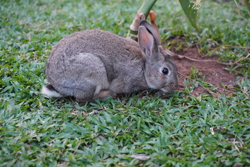 Holambra