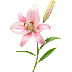 Pink Lily Flower on Stem with Green Leaves