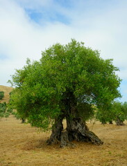 Olivenbaum
