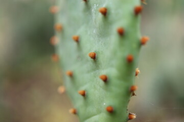 kaktus Opuntia macrorhiza Montgomery Co. Kansas opuncja