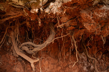 Close-up of the roots of a tree through the soil