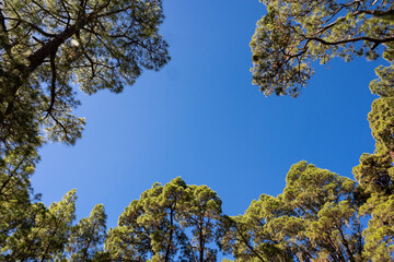The sky is blue and the green trees in the mountains are horizontal.