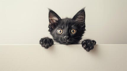 The Curious Black Kitten
