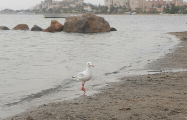 Seagull at beach, Mar Menor, Cartagena, Murcia, Spain