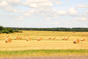 Bales of straw cylindrical form are stacked in even rows on the field