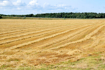 Rural landscape. Even rows of straw in a wheat field after harvesting
