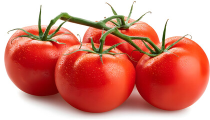 Tomato on branch, isolated on white background, full depth of field