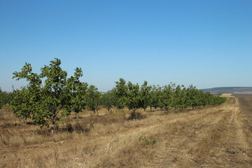 Obraz premium A group of trees in a field
