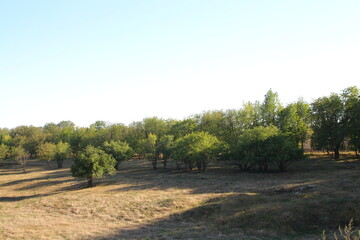 A dirt road with trees