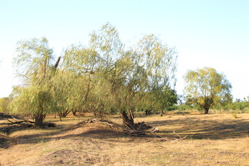 A group of trees in a field