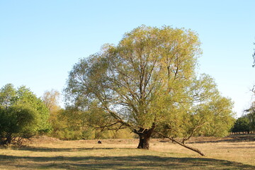 A large tree in a field