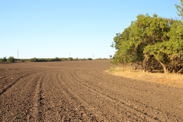 A dirt road with trees on either side