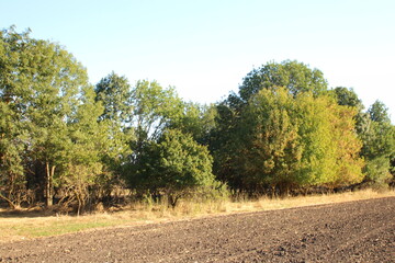 A dirt road with trees on either side of it