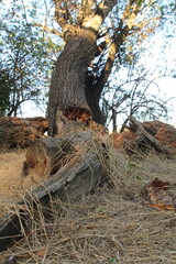 A tree with a large trunk
