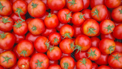 Close up photo of organic tomatoes, selective focus.