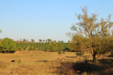 Obraz premium A field with trees and bushes