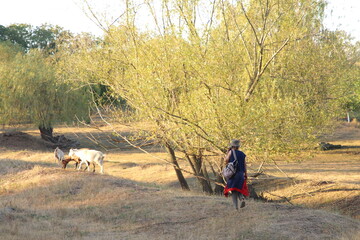Fototapeta premium A person walking a dog in a wooded area
