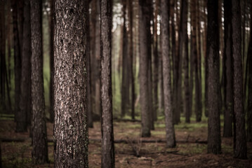 Dark pine forest
