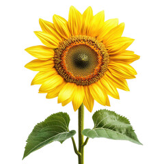 Fototapeta premium A large yellow sunflower with a green leaf. The flower is the main focus of the image, and it is surrounded by a white background. The bright yellow color of the flower