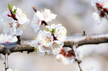 Apricot tree blossoms