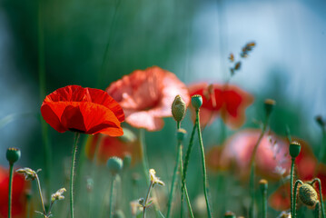 Obraz premium Red spring poppy