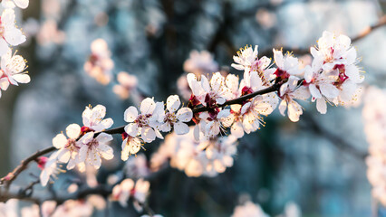 Apricot tree blossoms