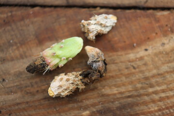 kaktus opuncja Opuncja fragilis Freisina