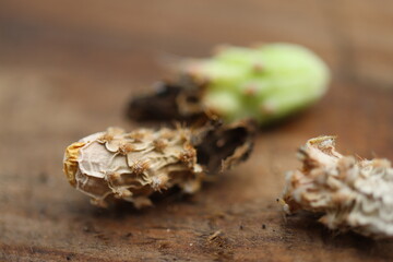 kaktus opuncja Opuncja fragilis Freisina
