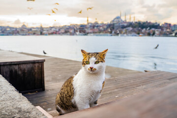 An Istanbul cat on the shore of Golden Horn Bay. Cute stray cat