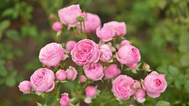 Roses of the Pomponella variety in close-up at the peak of flowering. profusely blooming pink roses