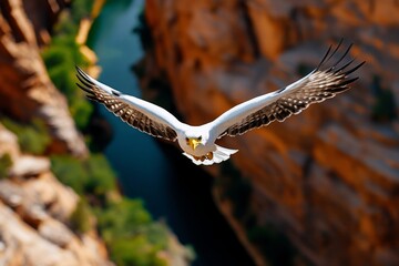 Bird darting through a canyon, moving like an arrow as it flies effortlessly through the narrow cliffs, a master of the skies