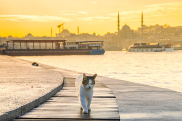An Istanbul cat on the shore of Golden Horn Bay. Cute stray cat