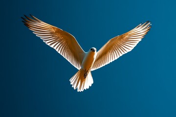 Obraz premium Bird gliding on thermal currents, riding the invisible wind with barely a flap of its wings, rising higher into the atmosphere