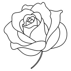 Rose Flower Line Art Clear Drawing Book Vector Illustration