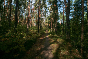 Summer green forest, Nizhny Novgorod region, Russia.