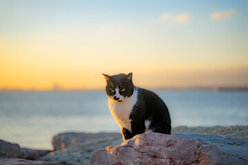 An Istanbul cat on the coast of the Sea of Marmara. Cute stray cat