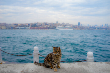 An Istanbul cat on the coast of the Sea of Marmara. Cute stray cat