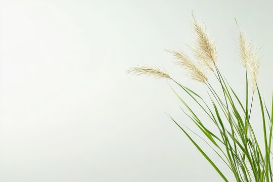 A close-up image of pampas grass against a clean white backdrop, showcasing its delicate plumes and soft texture. The natural elements offer a sense of tranquility, simplicity, and a touch of wild bea