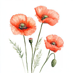 Obraz premium Watercolor poppies painting. Red watercolor poppies. Watercolor floral painting.