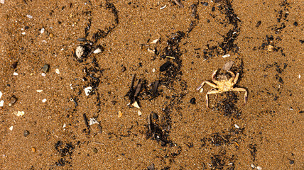 A dead crab washed up on a sandy seashore